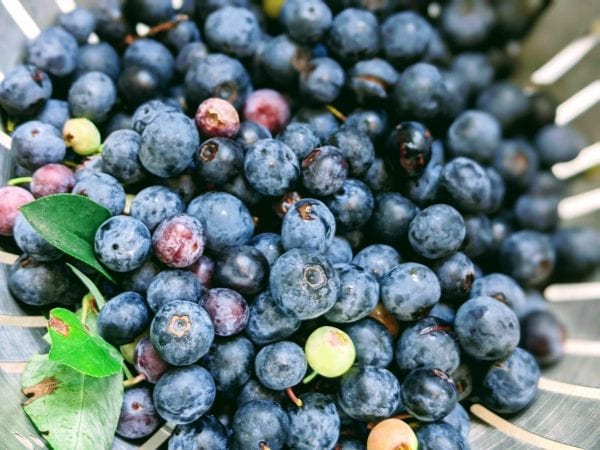 fresh wild blueberries